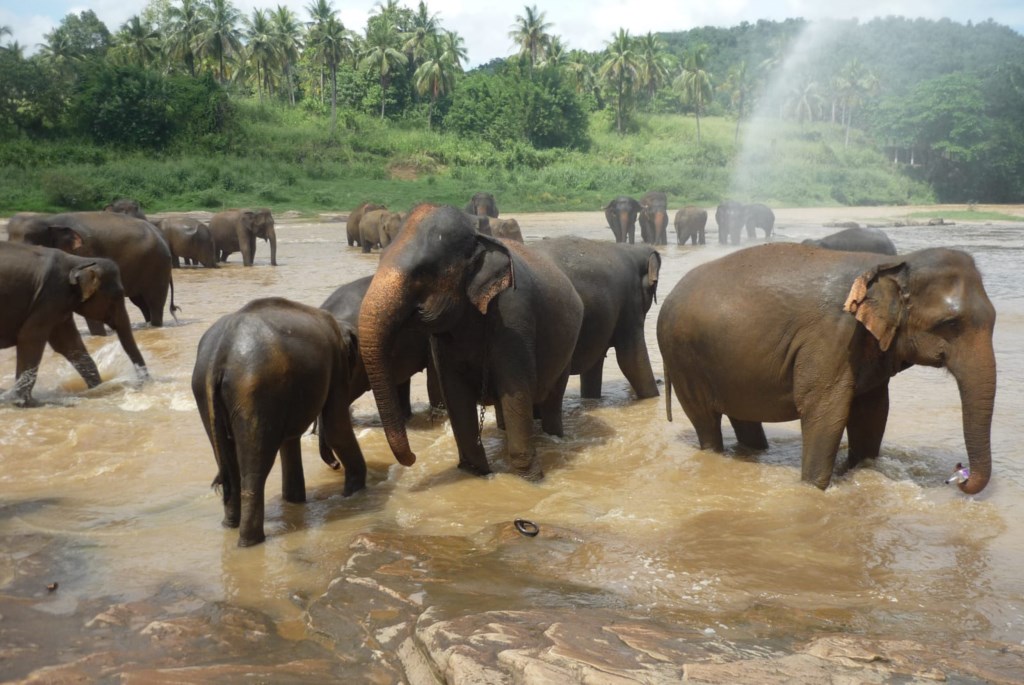 SRI LANKA  elefanti
